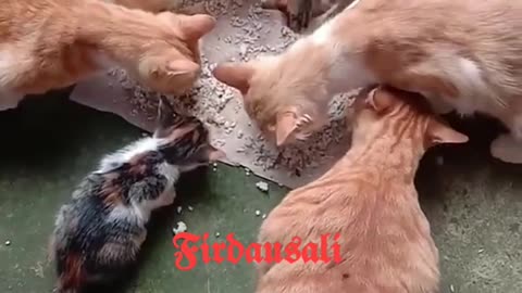 Kucing aja tau mana yg halal dan haram