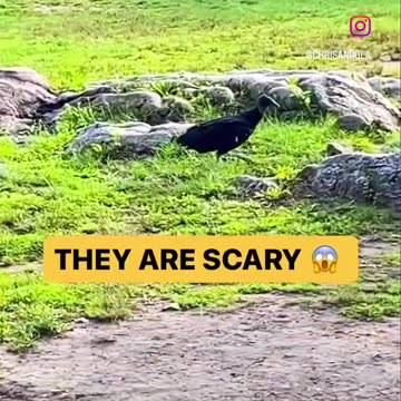 BLACK VULTURE RUNNING
