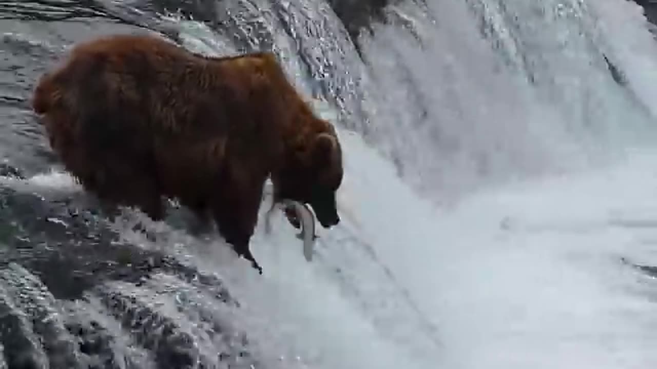 Bear hunting from river fish flying