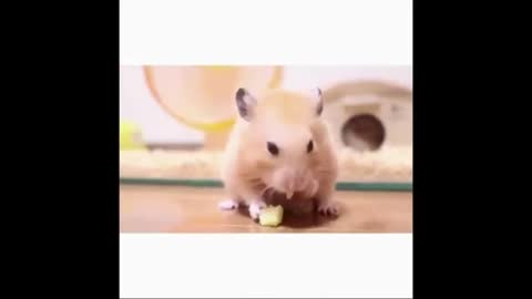 cute little hamster