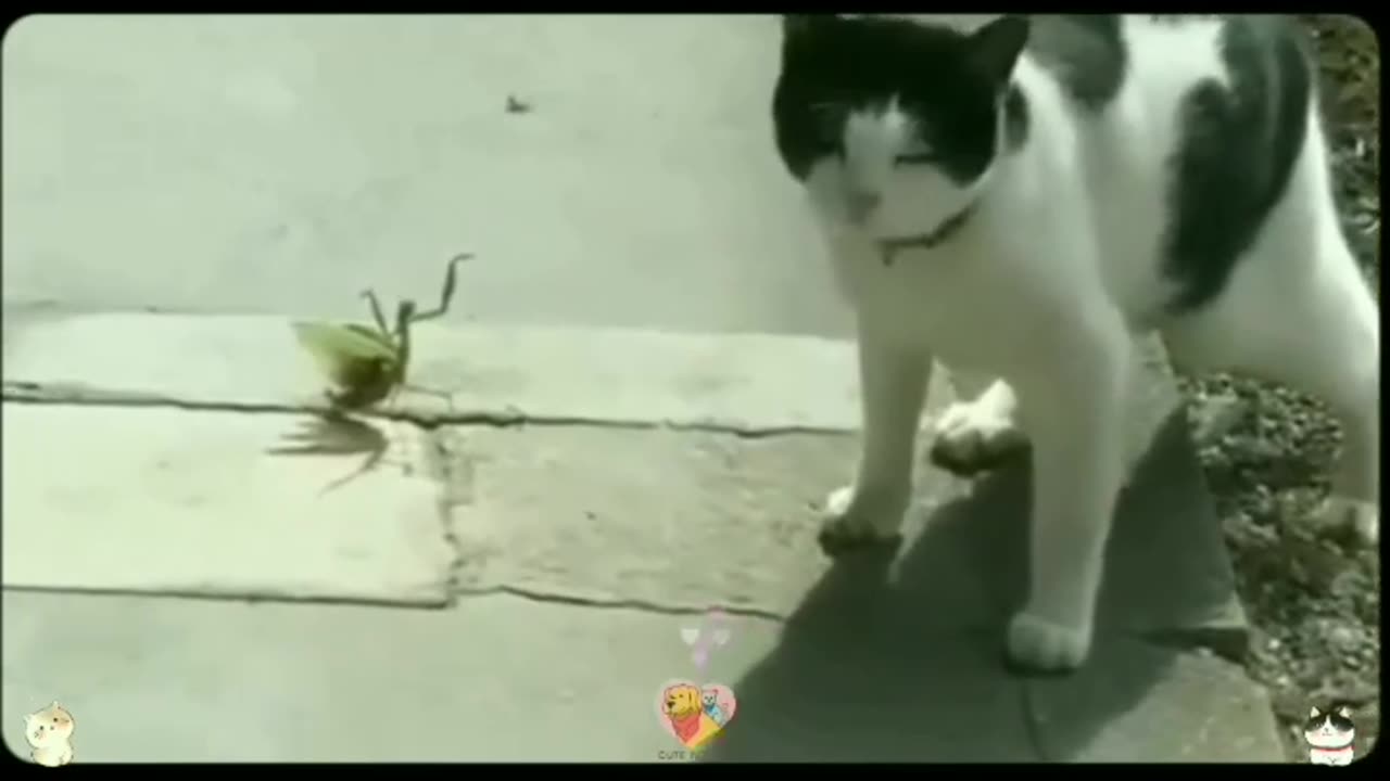 Cate funny video