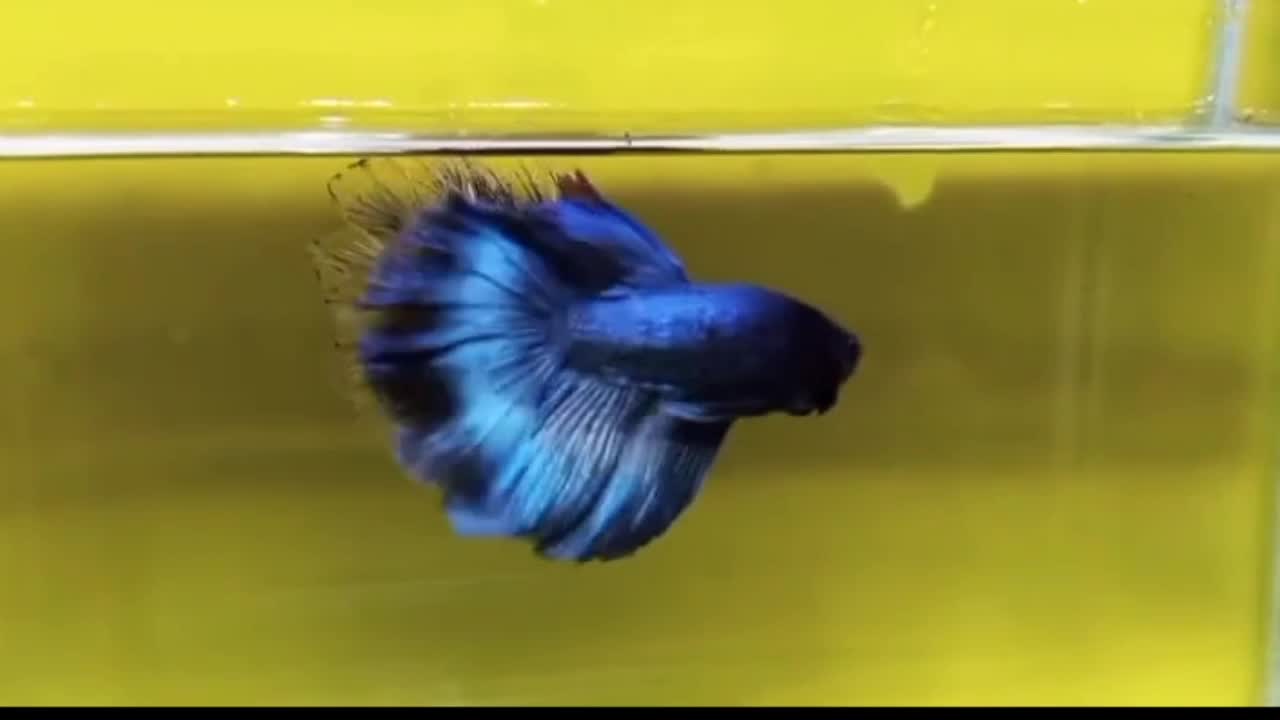 deep blue betta fish
