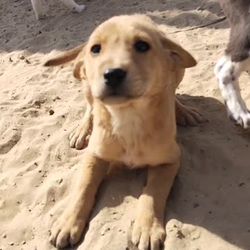 Raise voice want to do something for stray puppies and dogs