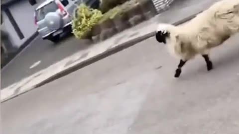 Funny animal video| best funny video|try not laugh