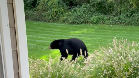 Bear Casually Walks Through Yard