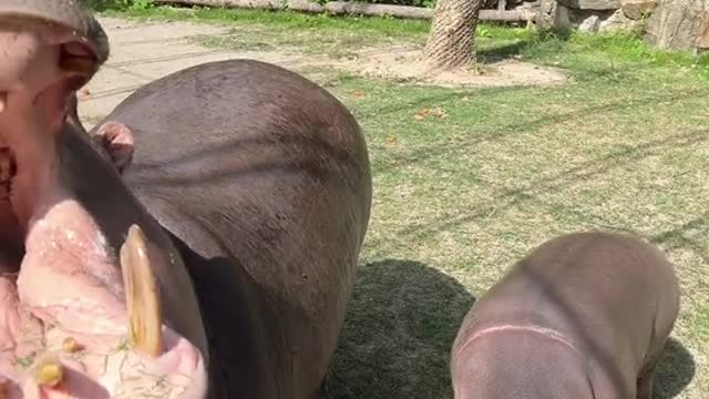 Be sure to see the baby hippo
