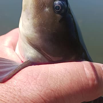 Bullhead catfish