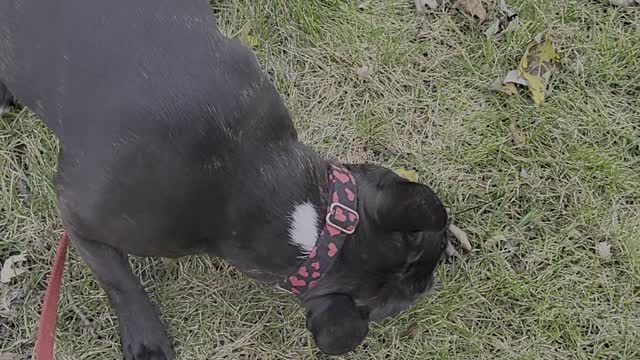 Dog thinks rooted tree is a stick