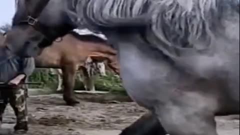 Funny animals videos