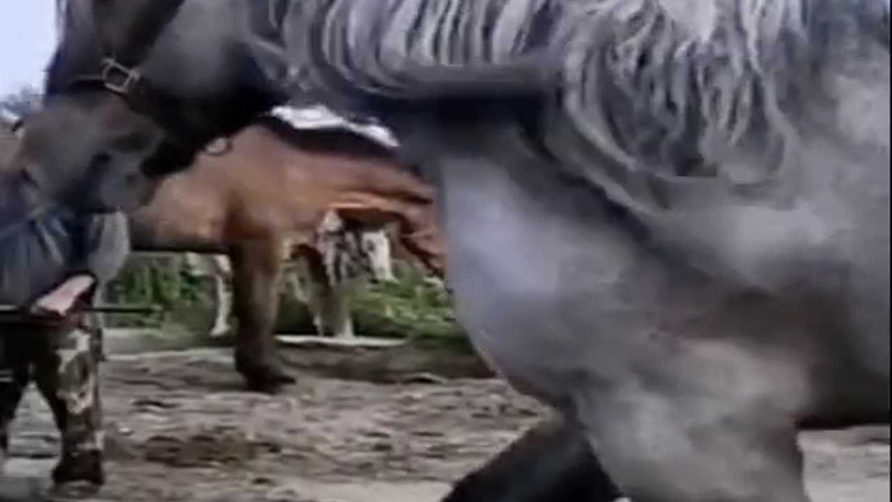 Funny animals videos