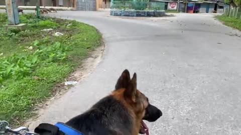 Morning walk with my German Shepherd Dog