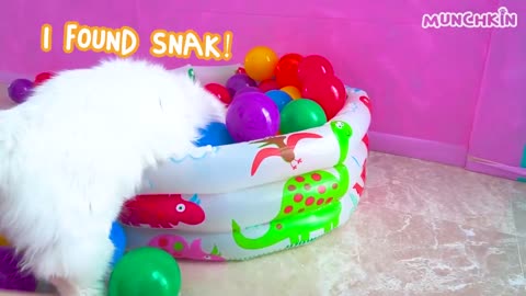 Do Cats Like Ball Pits? | Compilation