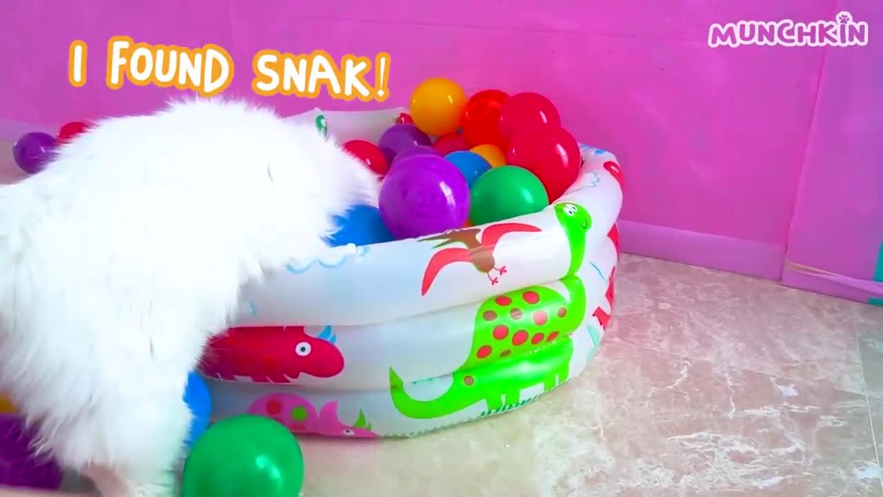 Do Cats Like Ball Pits? | Compilation