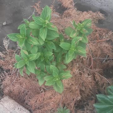 Protecting roots from heat