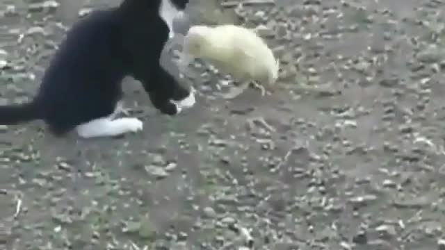 Pet funny video collection