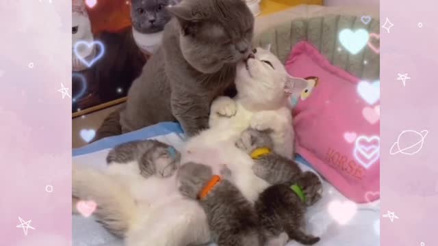 This cat adores his wife and kids dearly.