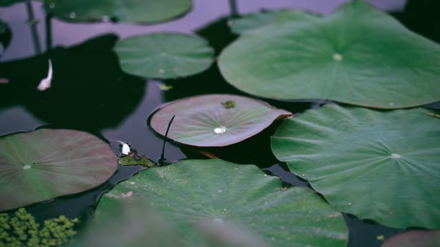 lotus lake