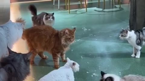 sweet cat fight