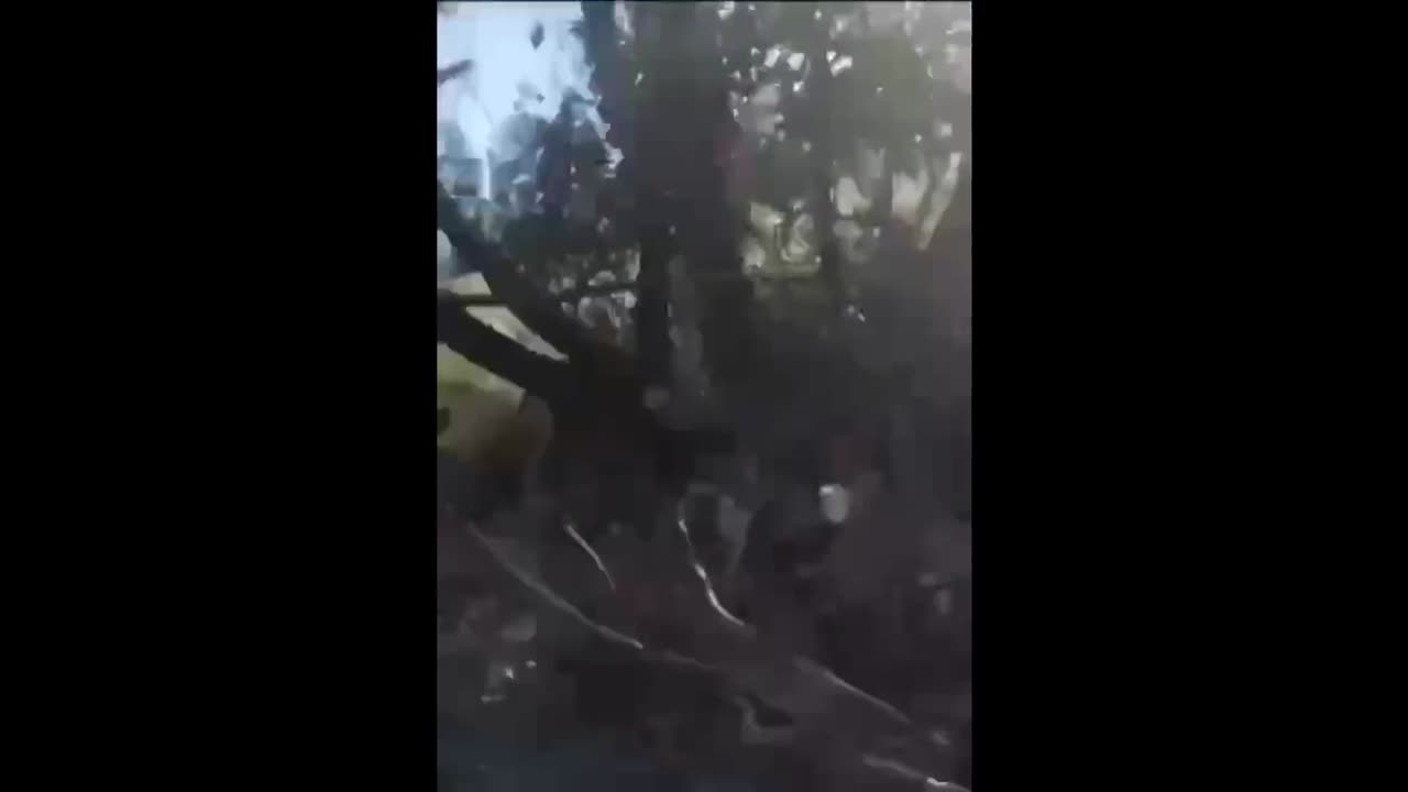 18+ Ukrainian troops Walking on Russian mines. Sappers did a good job in these bushes.