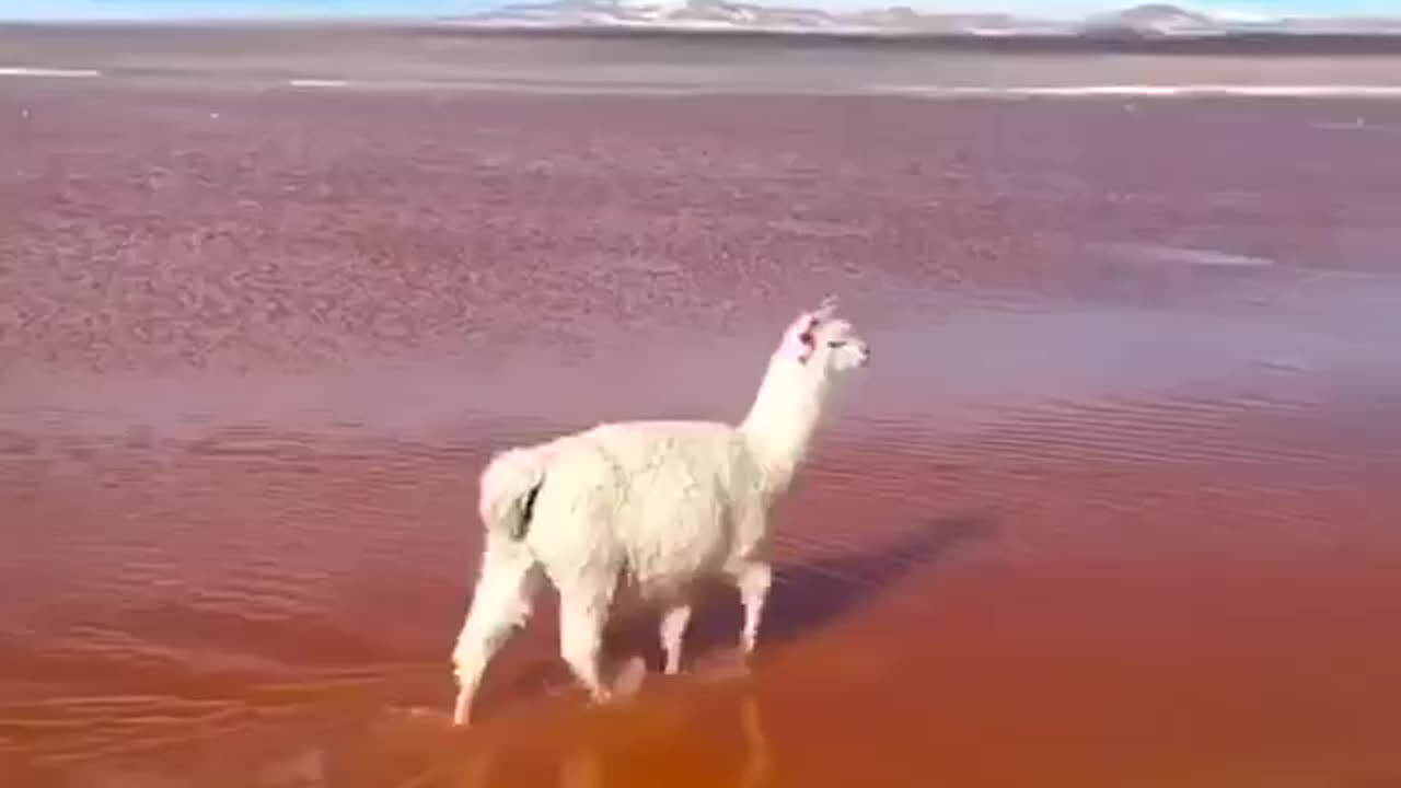 Adorable Alpaca walks near the Colorado Lagoon in Bolivia