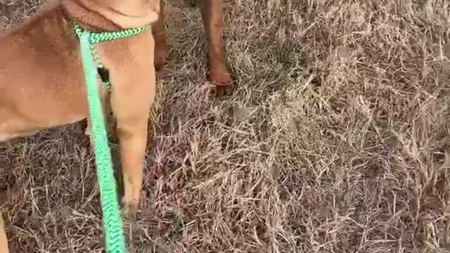 #2 tan female #31 red boxer male January 2022