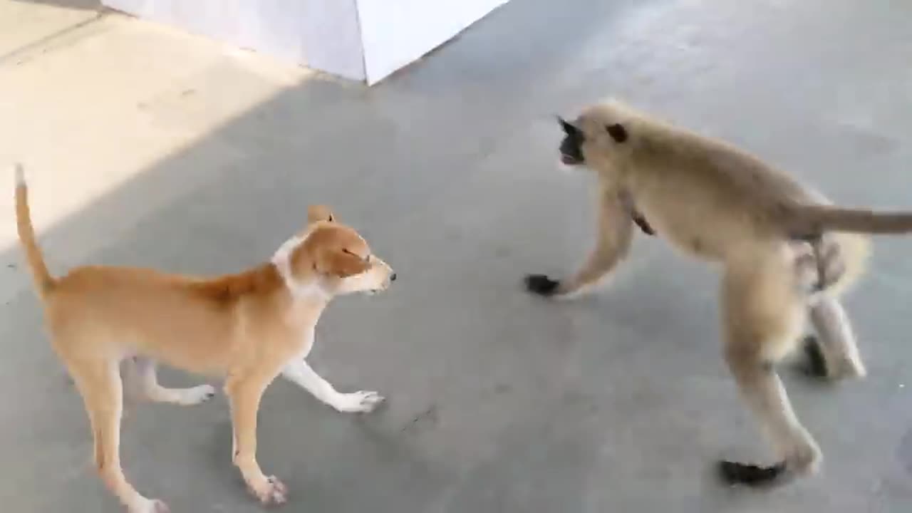 Dog vs Langoor. monkey