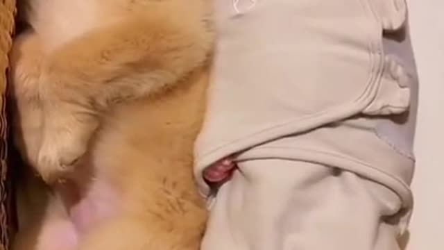 Cute dog and baby video| funny dog video|