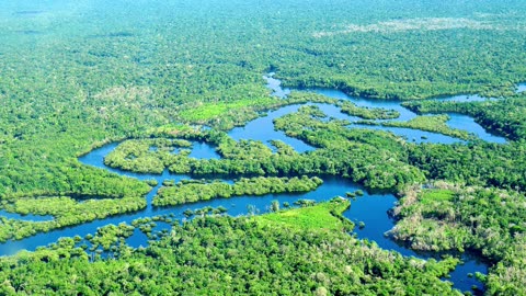 Amazon Rainforest short Knowledge