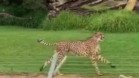 Is the cheetah the fastest land animal?