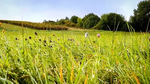 cute dog, running towards you