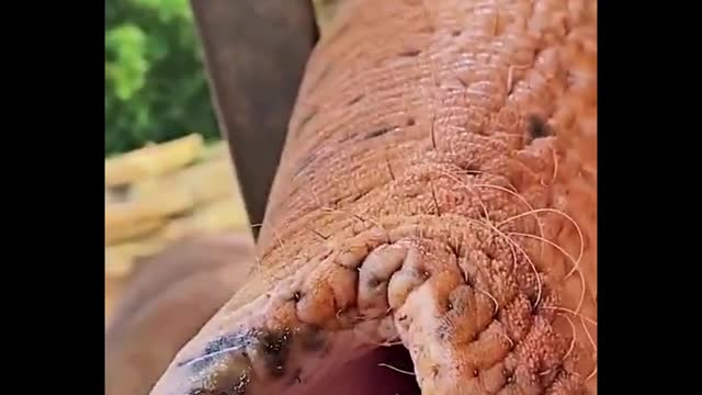 The elephant's trunk is like this, has not been carefully looked at