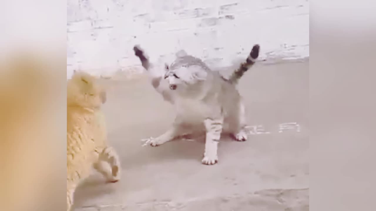 Animal funy video