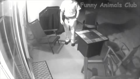 funny animal videos Best Cats and Dogs