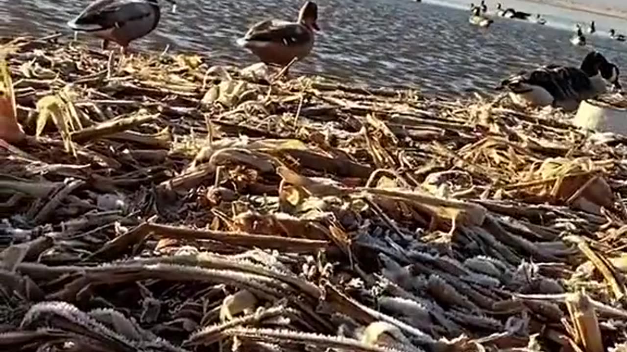 One of the best bline