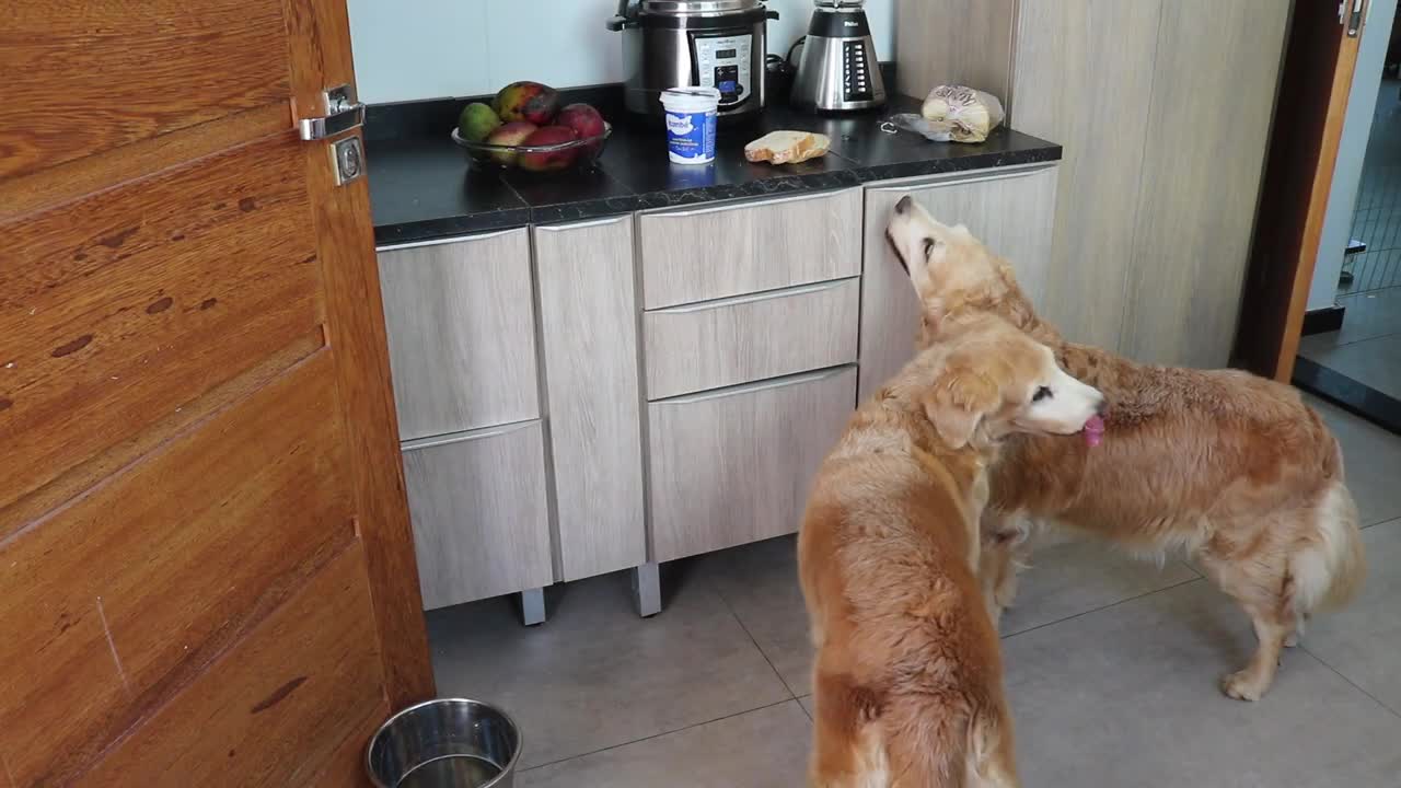 Dog Steals Food When Owner is Not Around