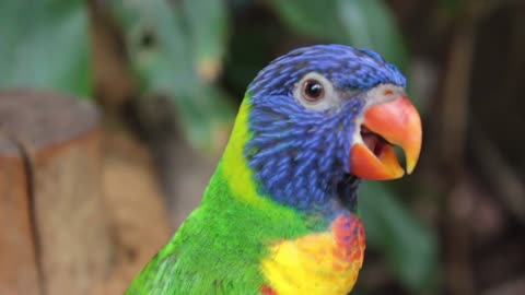 Beautiful parrot Small