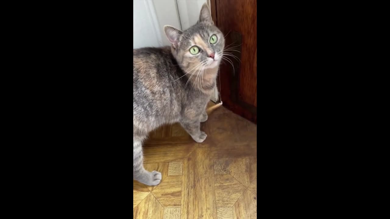 funny cat sounds