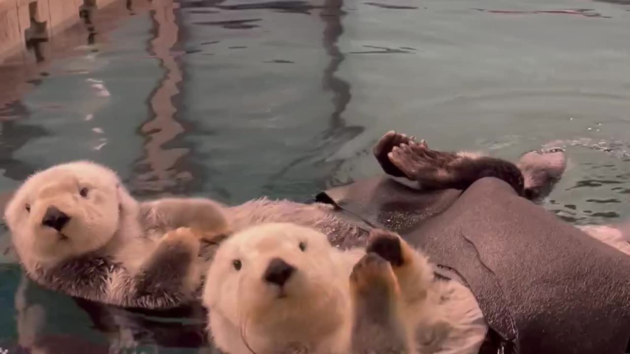 Cute animals video/ cute animal swimming in water funny video