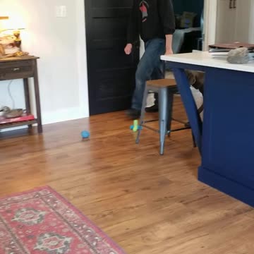 River practicing following the lure in at ease behavior