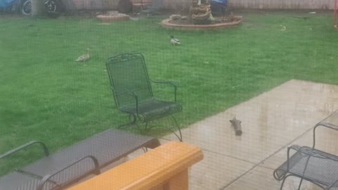 A couple flew in the backyard