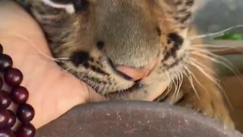 cute tiger cub playing