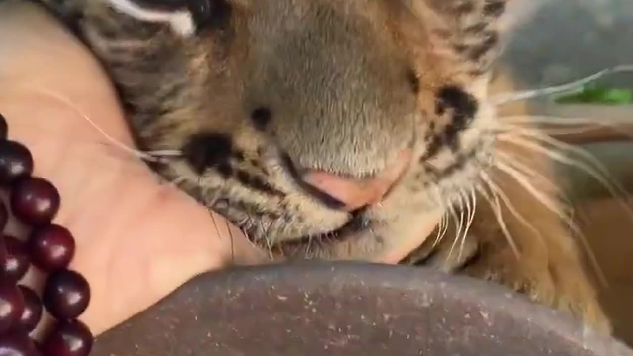 cute tiger cub playing