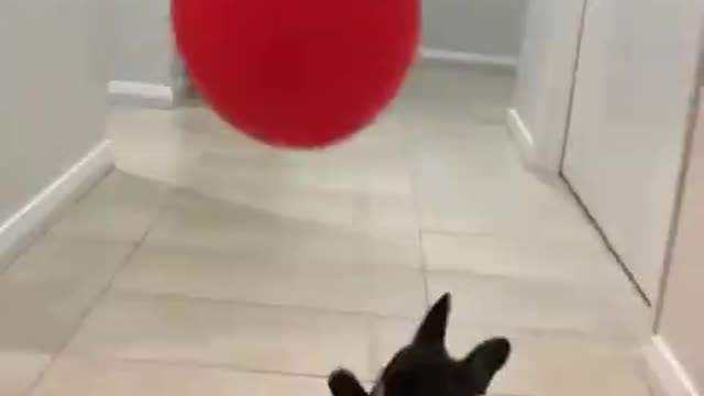 Little dog trying to capture his balloon