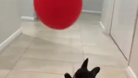 Little dog trying to capture his balloon