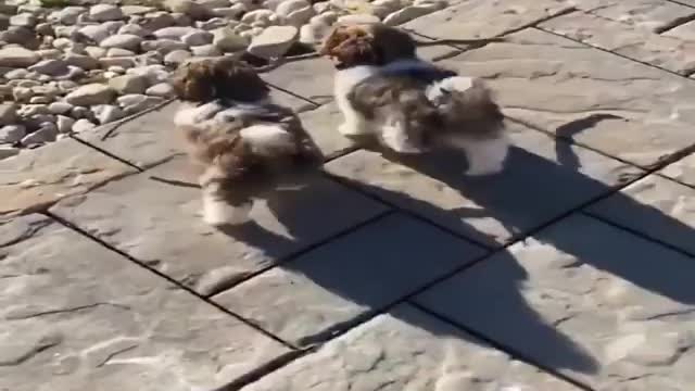 CUTE DOGS well trained