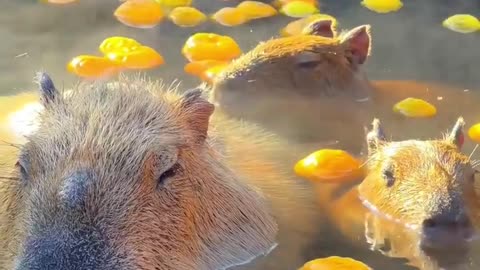 Capybara 🥰🥰🥰