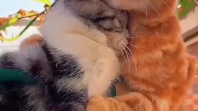 Animals also inherit love