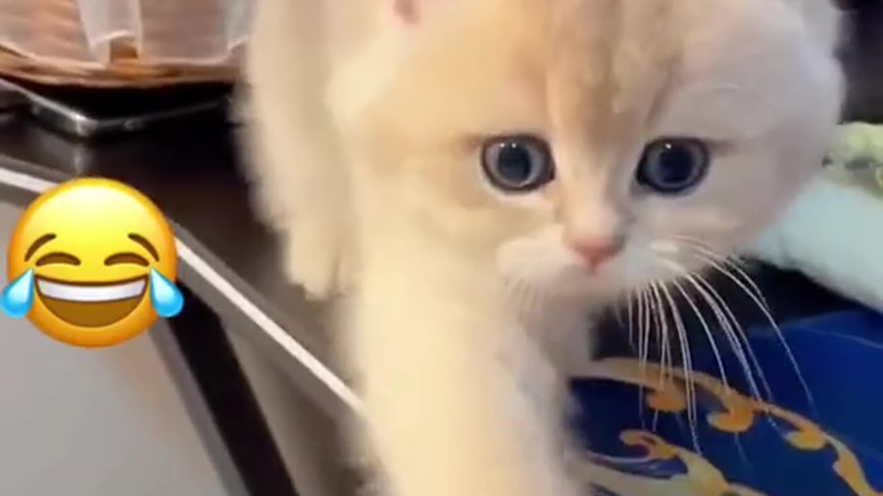 Adorable Baby Cat's Hilarious Adventures: Prepare to Laugh Out Loud 😆