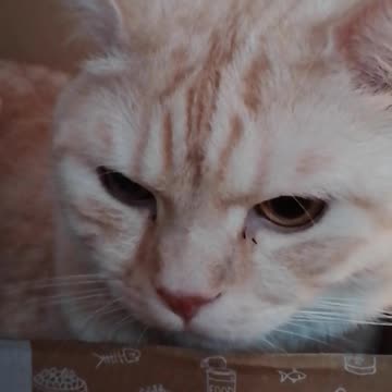 Yeeeha Itz Fu**** Christmaz or Wad ur Dimitri