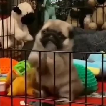 Cute Baby Plug Playing! Funny Pug videos